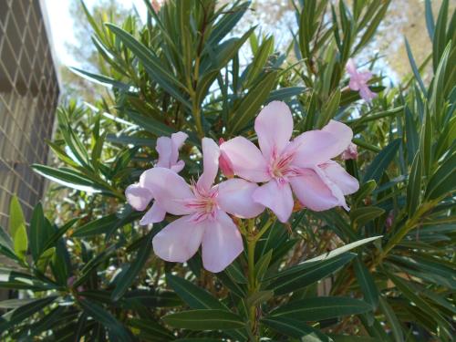 a bunch of pink flowers on a tree at Atomic Inn Beatty Near Death Valley in Beatty