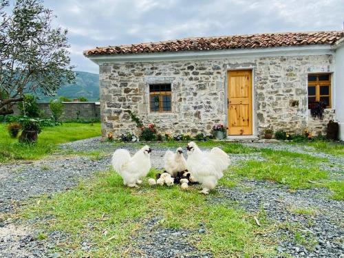 three white chickens standing in front of a stone house at Guesthouse Vitoria - Mrizi i Zanave in Fishtë