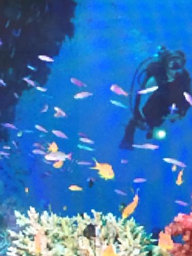 Επισκέπτες που μένουν στο TI PARADIS DE l'ANSE FIGUIER VILLA voir site vacances en martinique