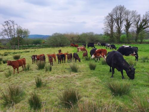 Billede fra billedgalleriet på Georgian country house i Abbeyfeale