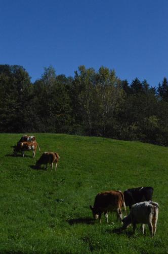 a group of cows grazing in a field of grass at Glamping Organic Farm Slibar in Tržič