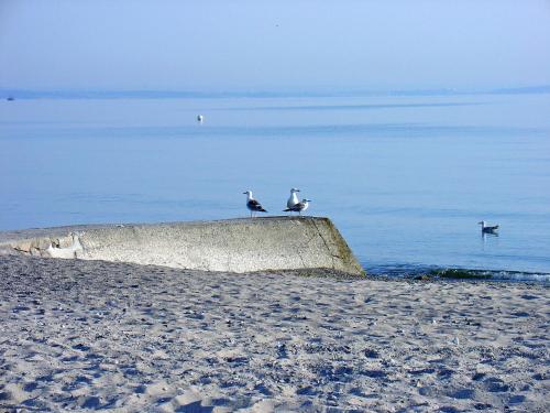 two birds sitting on a concrete wall on the beach at FeWo Machedanz am Hafen Timmendorfer Strand OT Niendorf in Timmendorfer Strand