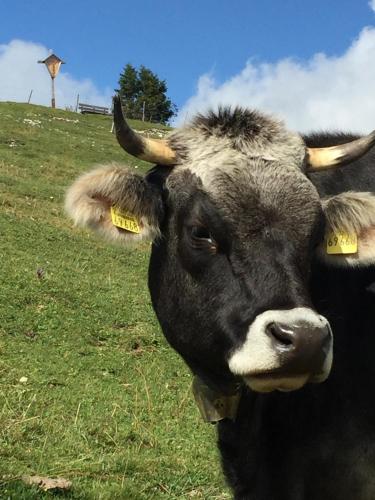 a cow with horns is standing in a field at Das Landhaus in Pfronten