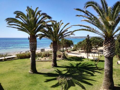 a group of palm trees on a lawn near the beach at Gecko Hotel & Beach Club in Playa Migjorn