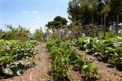 a garden of crops in a field at Avra Private Suites in Lassi