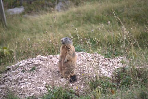 Άλλα ζώα σε αυτό το διαμέρισμα ή στη γύρω περιοχή