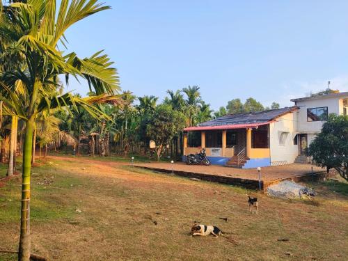 ein Hund, der im Gras vor einem Haus liegt in der Unterkunft Farm House Shetgeri in Ankola