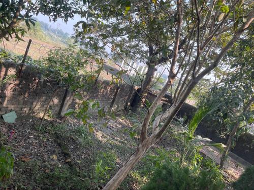 a tree in the foreground with a fence in the background at Rigerous Valley in Khairāni
