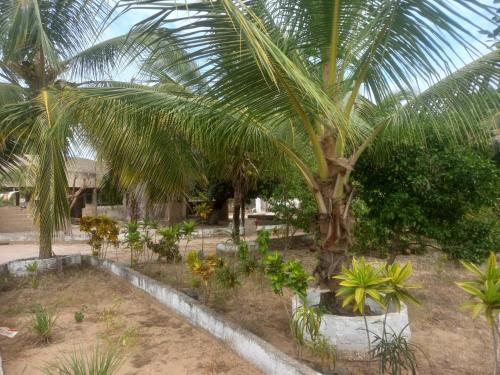een tuin met een palmboom en andere planten bij Hôtel auberge Sankaranka in Abémé