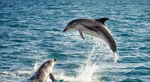 Φωτογραφία από το άλμπουμ του Chaitanya Beach Reesort σε Dapoli