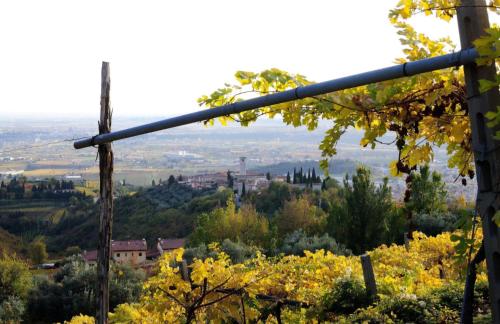 a view of a city from a tree at La casa di Lilly in SantʼAmbrogio di Valpolicella