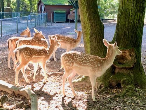 Άλλα ζώα σε αυτό το bed & breakfast ή στη γύρω περιοχή