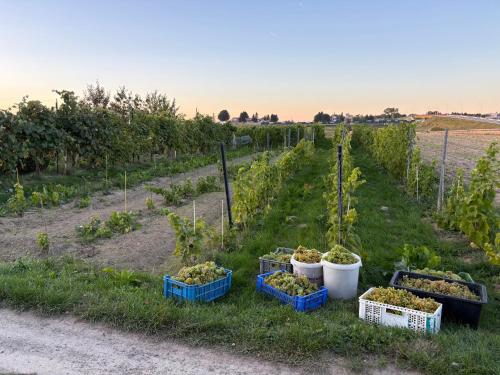 four plants in buckets on the grass in a vineyard at Agroturystyka na Winnicy in Dys