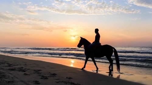 een persoon op een paard op het strand bij zonsondergang bij La Perle Aïn Diab Beachfront in Casablanca