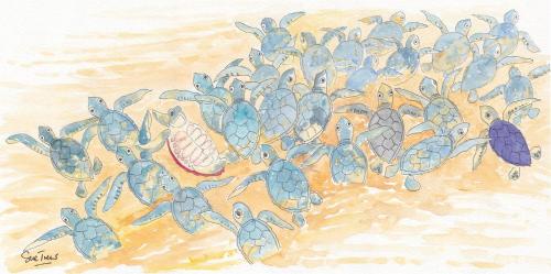 Turtles Nest Beach Apartments