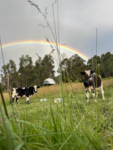 duas vacas em um campo com um arco-íris ao fundo em Glamping Store em Guatavita