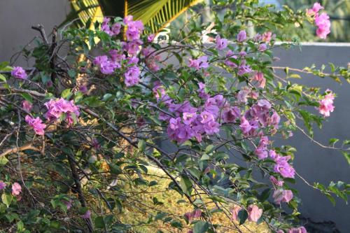 a bunch of pink flowers on a plant at Stephna Residence in Anse Boileau