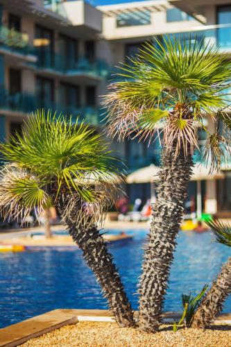 a group of palm trees in front of a swimming pool at Aparthotel Caprice Skyline in Ciutadella