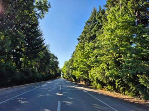 an empty road with trees on either side at Cabaña Tranquilidad en Familia in Chillán