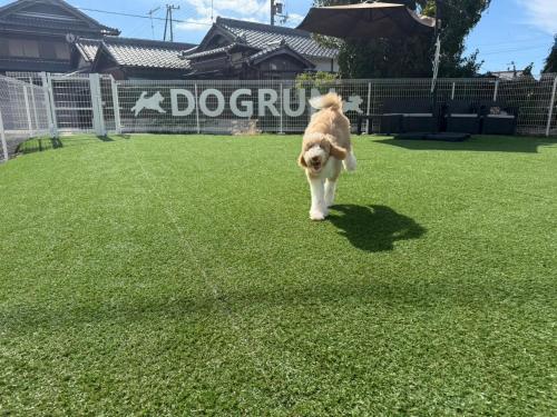 a brown dog walking on a field of grass at 淡路屋-Awajiya vacation home-ドッグラン付き別荘 BBQ PET OK in Awaji