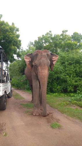 الحيوانات في بيت الضيافة أو بالجوار
