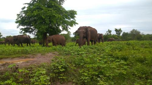 الحيوانات في بيت الضيافة أو بالجوار