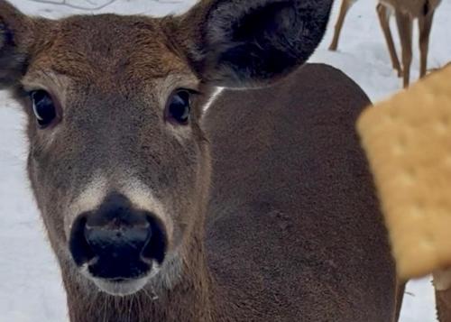 Un primer plano de un ciervo marrón con somnolencia relacionada con la artritis. en Poconos Getaway with Hot Tub-Close to Attractions, Perfect for Family &Friends!, en Blakeslee