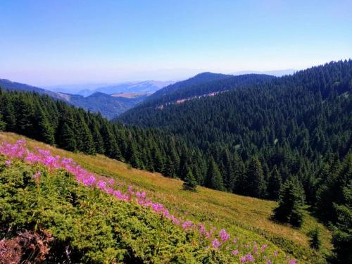 a field with pink flowers on a hill with trees at Modern Spacious ViS Raska Apartment! 5min Cafes in Raška