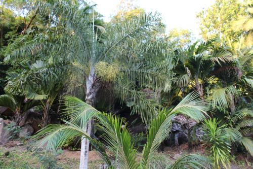 a group of palm trees in a forest at Stephna Residence in Anse Boileau