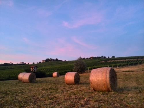 a group of hay bales in a field at I Boidi in Nizza Monferrato
