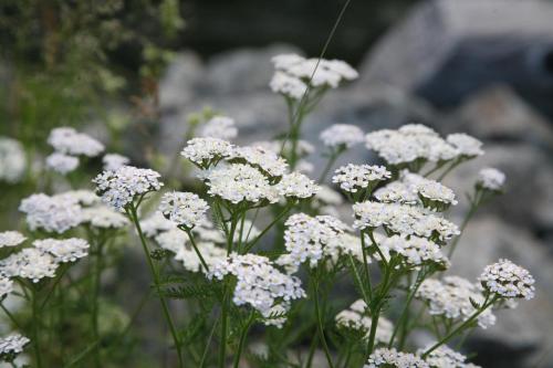 a bunch of white flowers in a field at I Boidi in Nizza Monferrato
