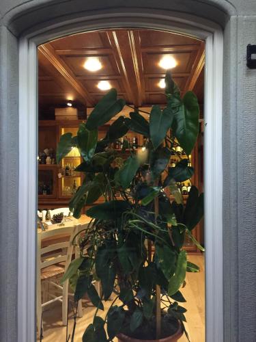 a potted plant in a room with a kitchen at Val Del Rio in Fiumalbo
