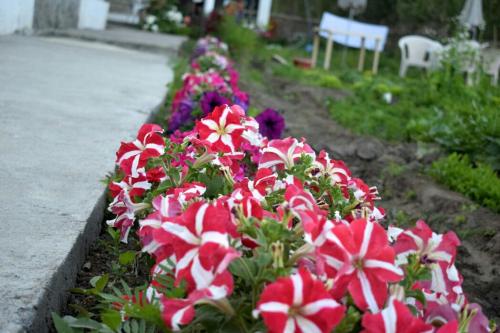 a row of pink and white flowers in a garden at Adu's Eternal Comfort in Leh