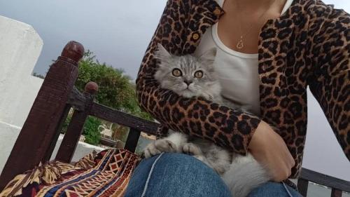 Κατοικίδιο ή κατοικίδια επισκεπτών που μένουν στο Wonji house