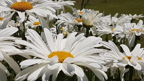 Billede fra billedgalleriet på Las Rosas i Mar Azul
