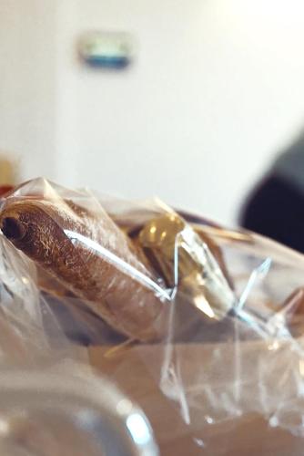 Un caracol en una bolsa de plástico sobre una mesa. en Hotel Montaigne, en Ostende