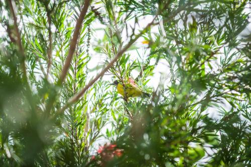 a yellow bird is sitting in a tree at Tum Baan Suan ตุ่มบ้านสวน in Chanthaburi