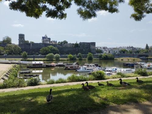 a group of ducks on the grass near a body of water at La toue Belle de Maine - Bateau traditionnel de la Loire in Angers