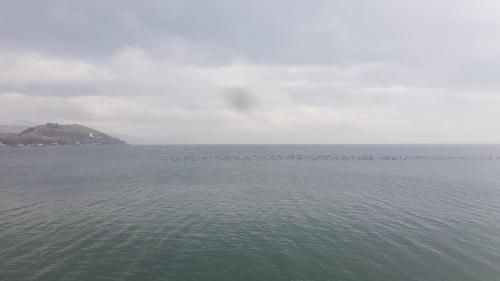 una bandada de pájaros nadando en el agua en Moon inn Sevan Resort, en Sevan