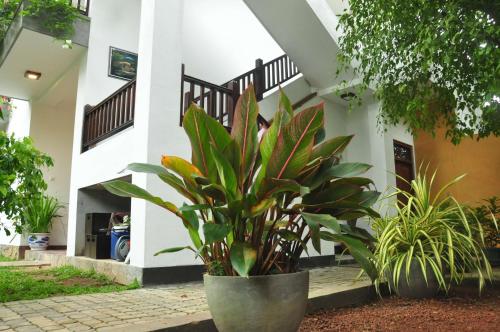 a plant in a pot in front of a building at Green Villa Unawatuna in Unawatuna