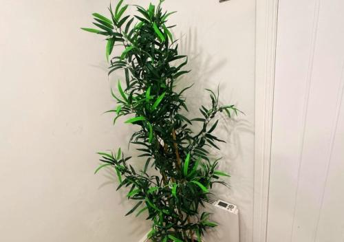 Una planta verde está trepando por una pared. en Beacon Apart-hotel, en Liverpool