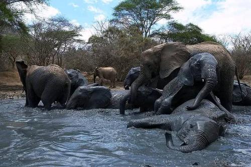 Άλλα ζώα σε αυτό το κάμπινγκ ή στη γύρω περιοχή