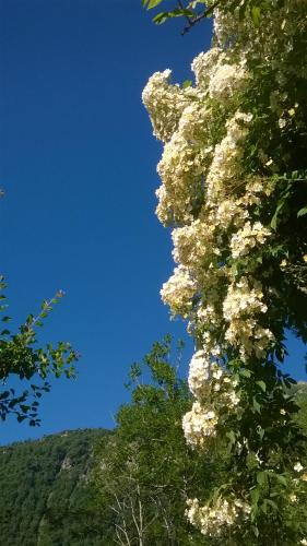 a flowering tree with a blue sky in the background at Agriturismo Alagna in Alagna Valsesia