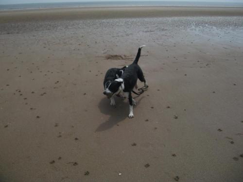 a black and white dog walking on the beach at Jasmine Guest House in Bridlington