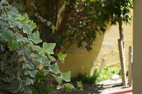 a bush with green leaves next to a tree at Rutas Hotel in Salta