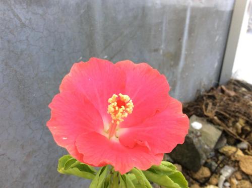 a pink flower in front of a wall at Shimanchu Guest House Yuien in Nanjo