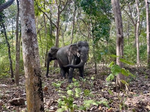 Zvířata v ubytování v soukromí nebo okolí