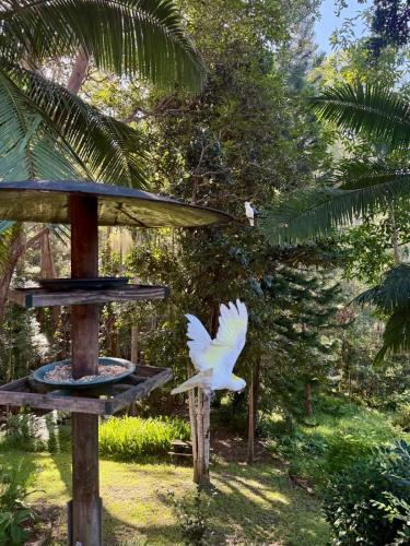 a white bird flying next to a bird feeder at The Nature Nook in Upper Mudgeeraba