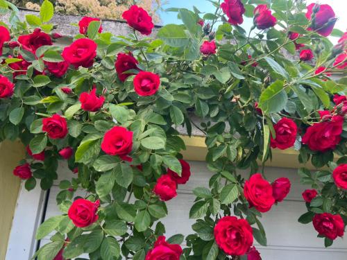 a bunch of red roses growing on a wall at Apartament in Bürstadt
