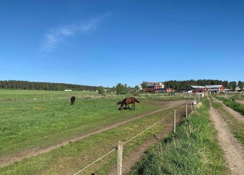 een paard dat graast in een veld naast een hek bij Helsingebockens Fastigheter 